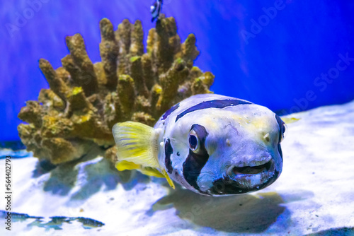 Black blotched porcupinefish or shortspine porcupinefish, Diodon liturosus in aquarium. Tropical fish on the background of corals in oceanarium pool photo