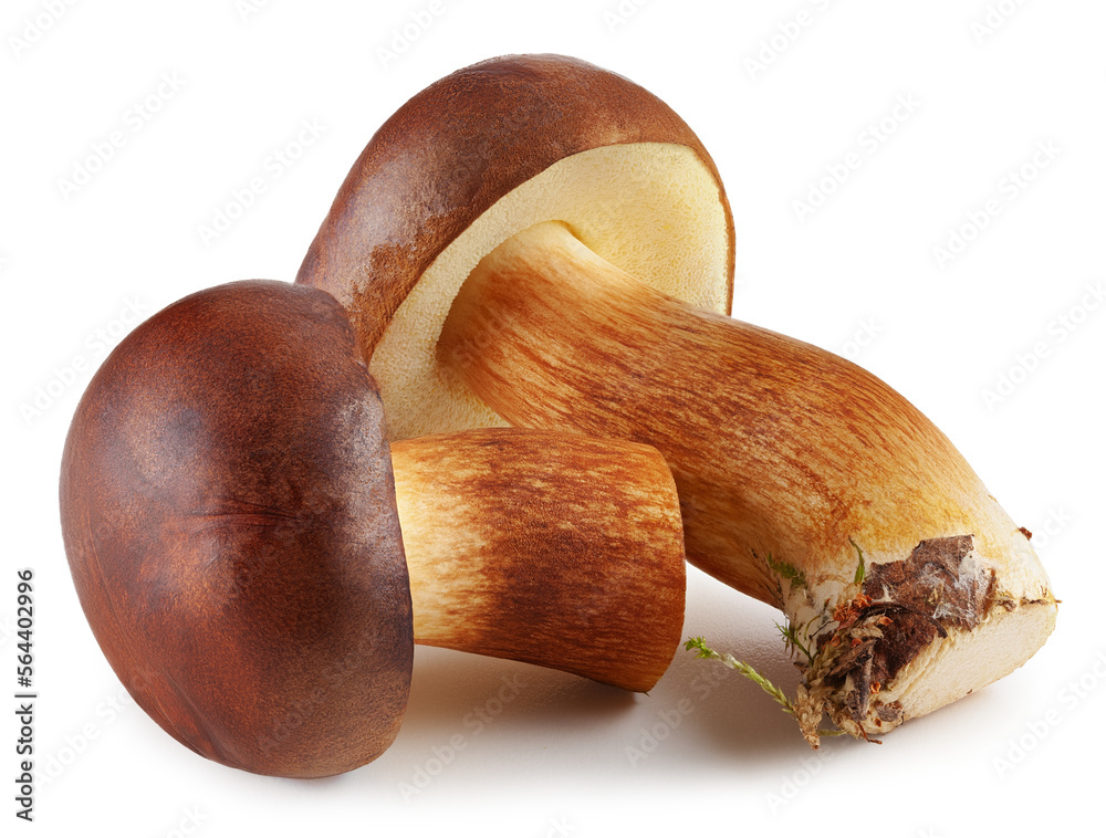Bay boletes. Edible mushrooms (Boletus badius) without background. Package design element. Wild forest mushrooms Bay boletes. Edible mushrooms (Boletus badius) without background. Package design element. Wild forest mushrooms