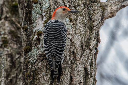 A red-bellied woodpecker clinging to tree.
