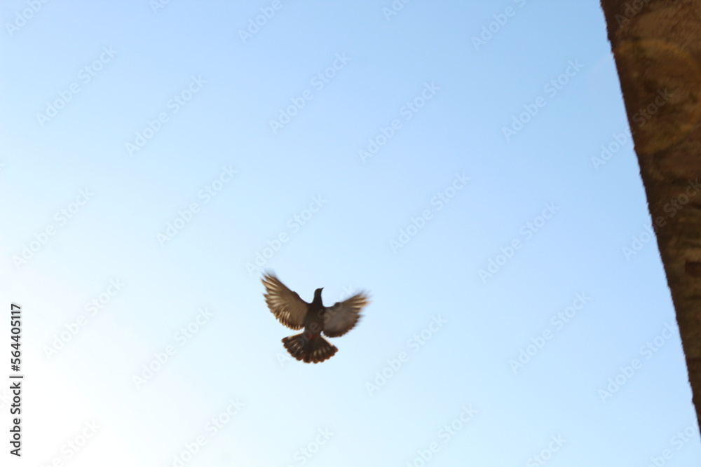 Obraz premium pomba, passaro, voando, asas ceu