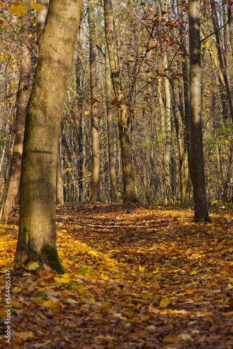 autumn in the forest © Dariusz