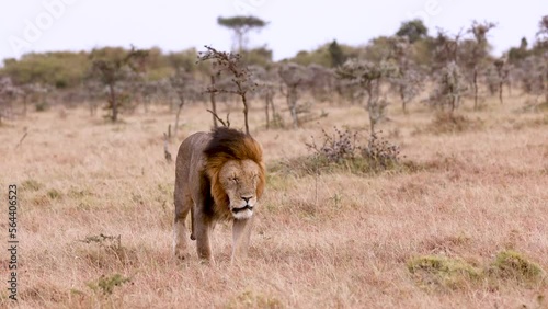 Slow motion of a male lion walking through the Kenya savannah