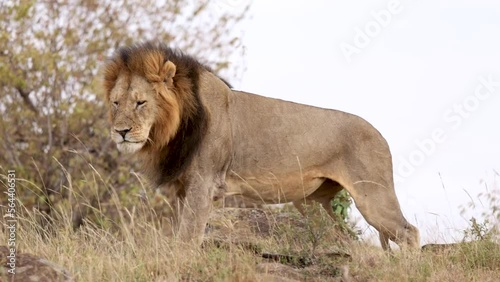 Slow motion of a male lion standing up and stretching in the Kenya savannah