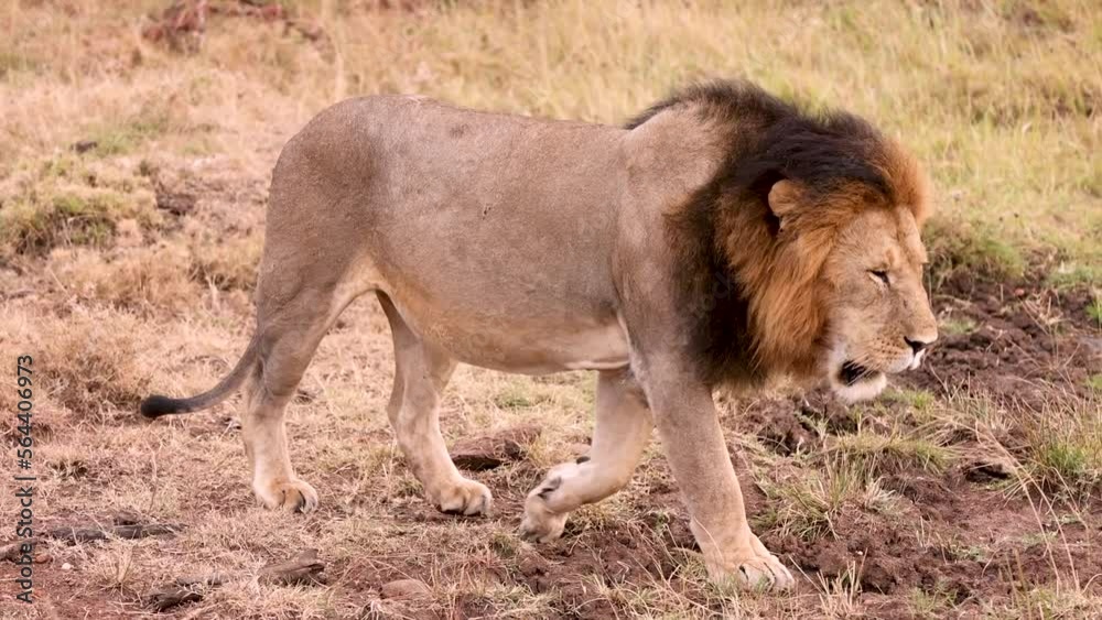 Slow motion video of a male lion walking through the Kenya savannah Slow motion video of a male lion walking through the Kenya savannah