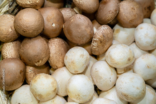 A cultivation of white and black button mushroom Agaricus bisporus on the harvesting farmland