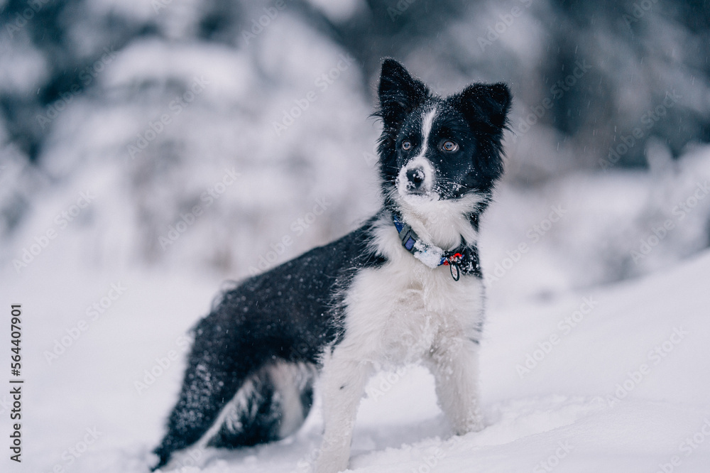 dog in snow border-collie dog in snow border-collie