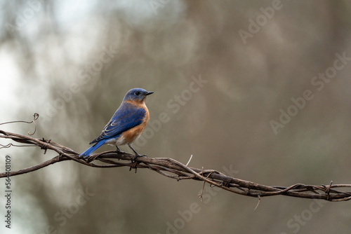 Bluebird Perched on Vine 