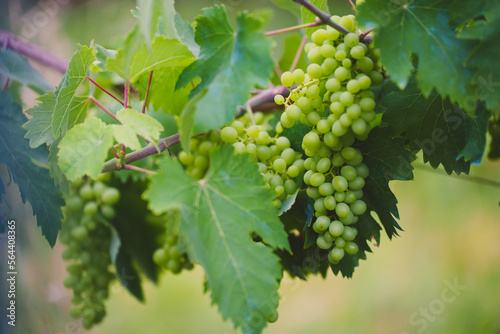 Green grapes hang on a branch in the garden.