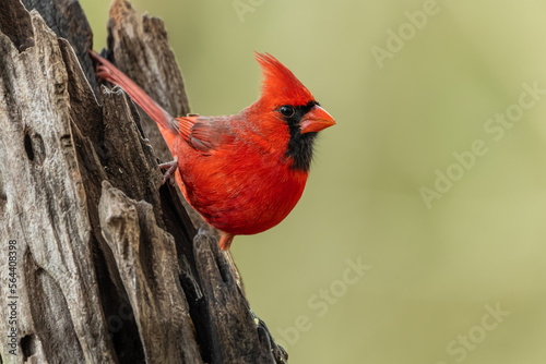 Male Northern Cardinal Perched on tree stump © Gordon