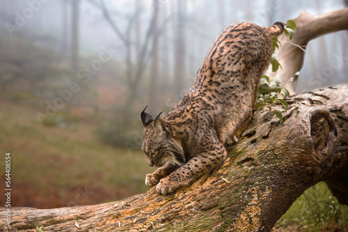 The Iberian lynx (Lynx pardinus) photo