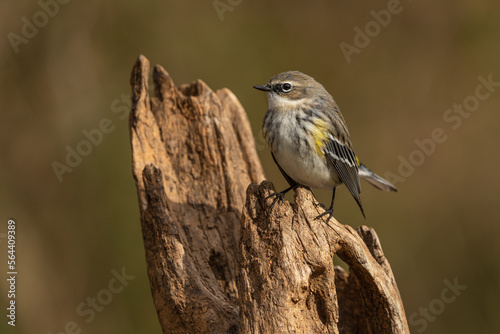 Yellow-rumped Warbler Perched on Tree Branch