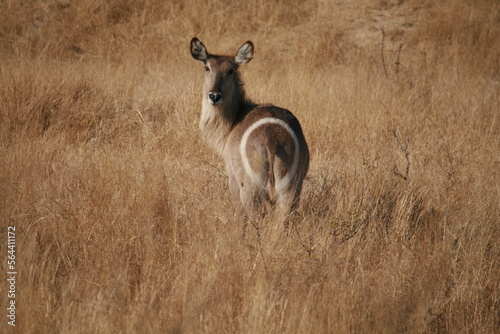 Photography waterbuck