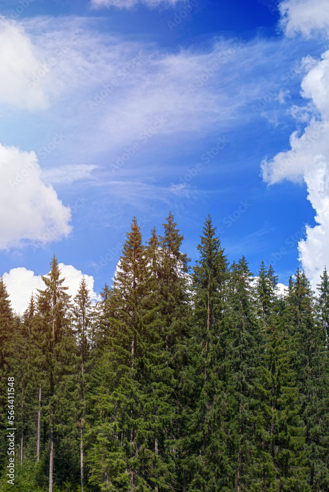 High spruce against the blue sky in mountains. Summer landscape of pine forest in the Carpathians. Natural summer background