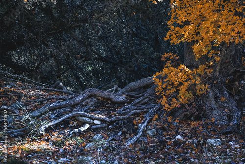 Old roots & leaves