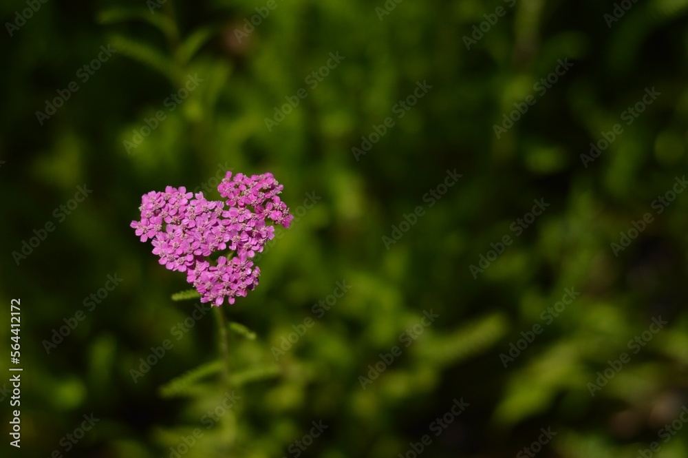 Heart shaped flower naturally growing in the garden symbolizing romance and love Heart shaped flower naturally growing in the garden symbolizing romance and love