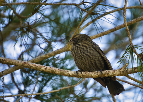 bird on a branch