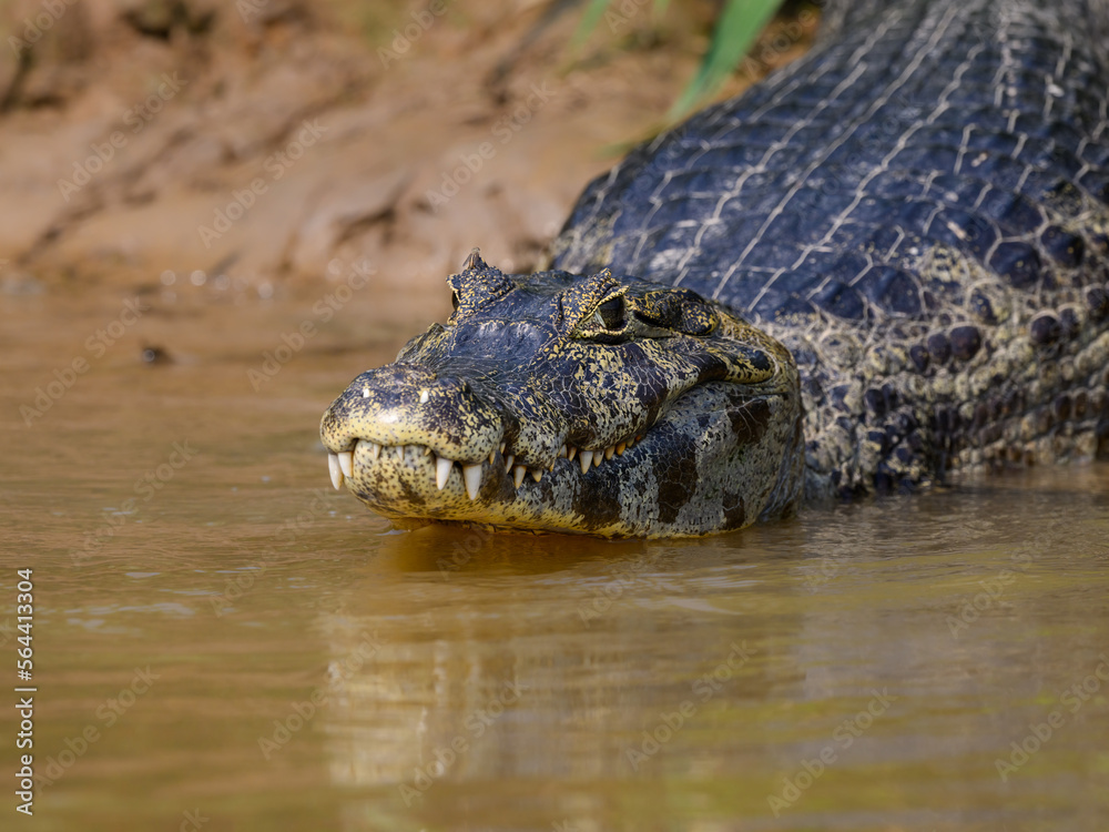 Obraz premium Caiman sunbathing on the river's shore in Pantanal, Brazil