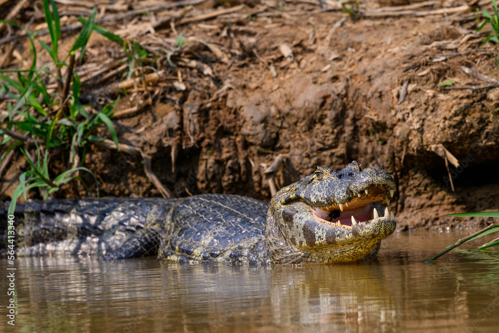 Caiman sunbathing on the river's shore in Pantanal, Brazil Caiman sunbathing on the river's shore in Pantanal, Brazil