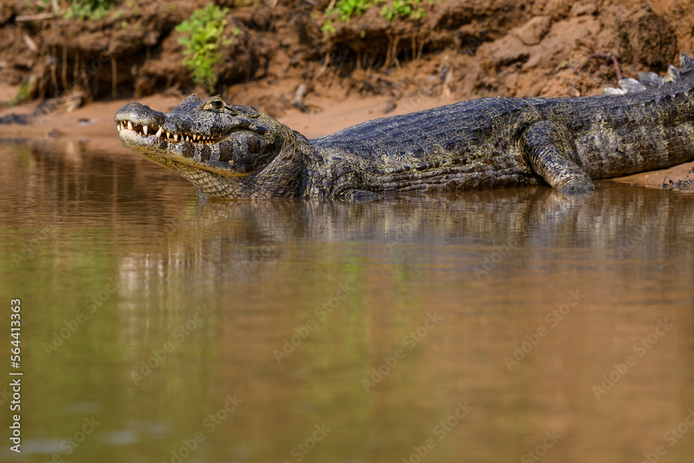 Caiman sunbathing on the river's shore in Pantanal, Brazil Caiman sunbathing on the river's shore in Pantanal, Brazil