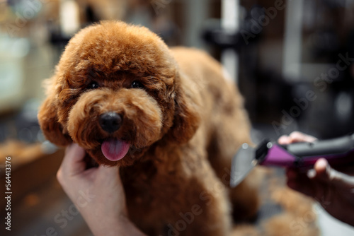 Haircut of a funny red dog in a grooming salon. photo