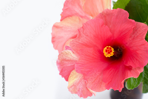 Hibiscus flower on white background.