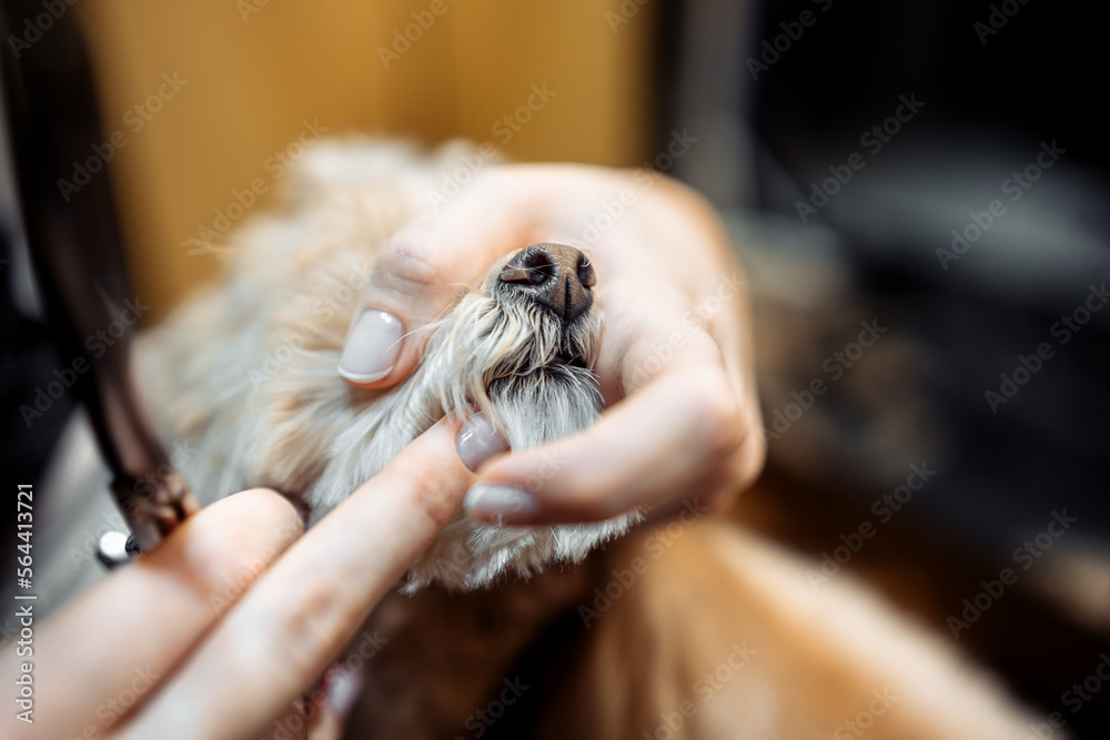 Close-up of a dog's face. Haircut in a grooming salon.