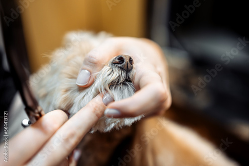 Close-up of a dog's face. Haircut in a grooming salon.