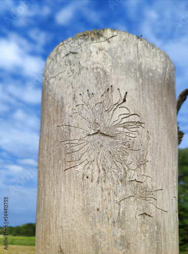 Baumstamm mit Zeichnung