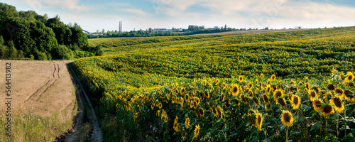 sunflower field on the hills, rows of yellow flowers
