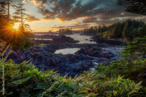 Ocean view of Ucluelet and Tofino on Vancouver Island with deer