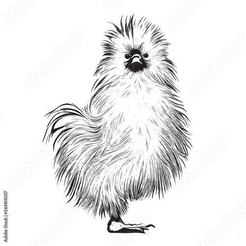 Chinese silkie hen chicken hand drawn sketch Vector illustration. photo