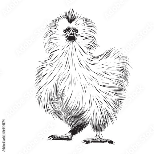 Chinese funny silk hen hand drawn sketch Vector illustration