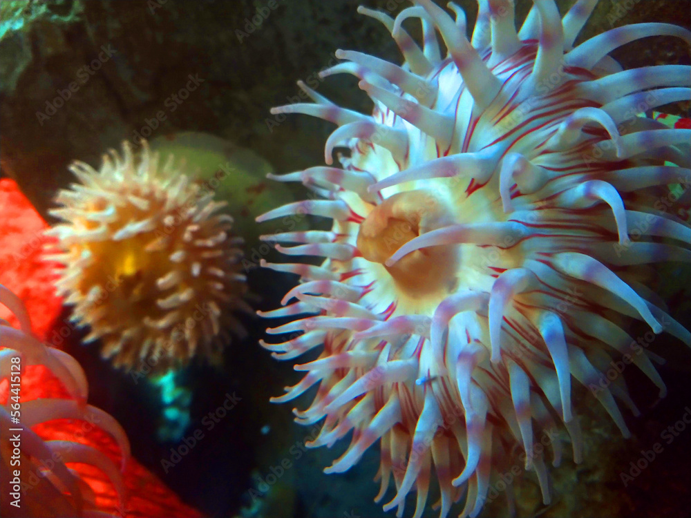 Anemone clinging on rocks Anemone clinging on rocks