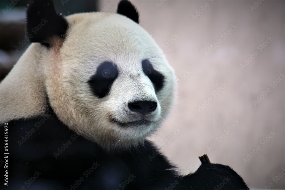 Giant panda eating bamboo