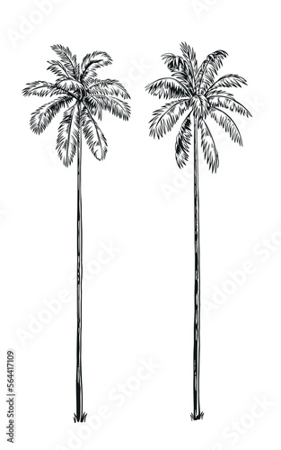 Hand drawn black and white tropical palms. Vector illustration set. Hawaiian plants in realistic style. Foliage design. Botanical elements isolated on a white background.