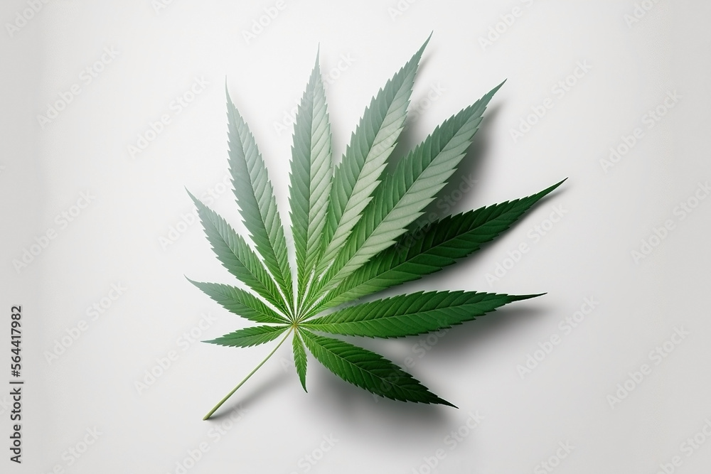 A fresh green cannabis leaf isolated in a studio illustration on white background. IA generated. A fresh green cannabis leaf isolated in a studio illustration on white background. IA generated.