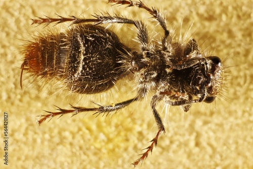 Ventral view of Female Velvet Ant (Ephutomorpha ferruginata) South Australia photo