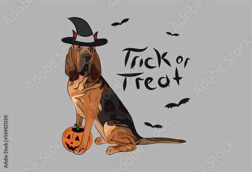 Dog Halloween greeting card with a sitting Bloodhound dog. Dog in a costume, pumpkin in a paw. Postcard for pet lovers. Pet character postcard art. Funny Bloodhound dog mascot. 