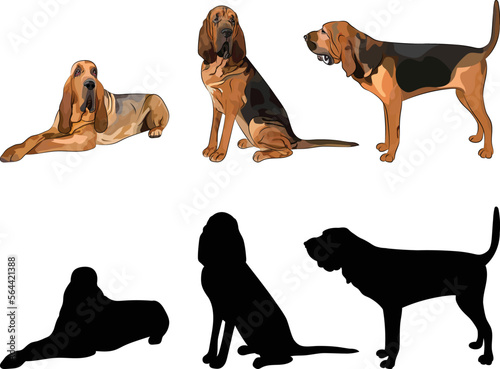 Bloodhound silhouettes. Laying, sitting, standing dog. Cute dog characters in various poses, design for print, cute cartoon vector set, in different poses. One color design, dog silhouette. photo