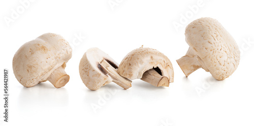 White button mushroom (Agaricus Bisporus)