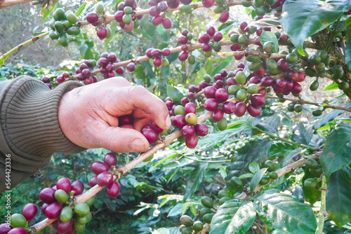 
agriculture concept
Harvest the Arabica coffee berries of the coffee plant. Farm organic arabica coffee beans, green robusta and arabica coffee berries by farmer's hands. photo