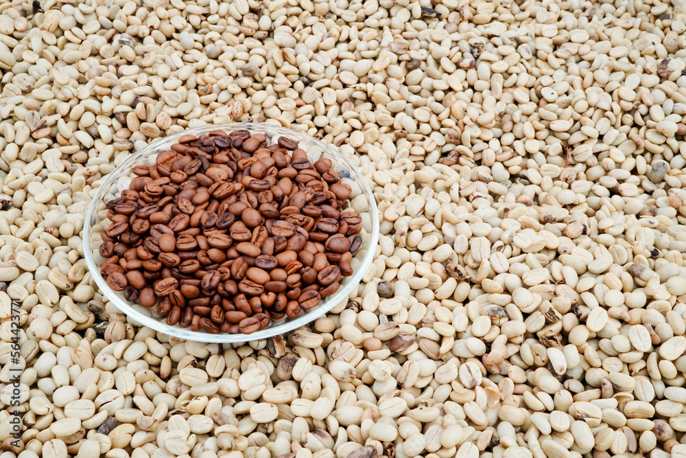 agriculture concept
Harvest the Arabica coffee berries of the coffee plant. Farm organic arabica coffee beans, green robusta and arabica coffee berries by farmer's hands.
agriculture concept
Harvest the Arabica coffee berries of the coffee plant. Farm organic arabica coffee beans, green robusta and arabica coffee berries by farmer's hands.