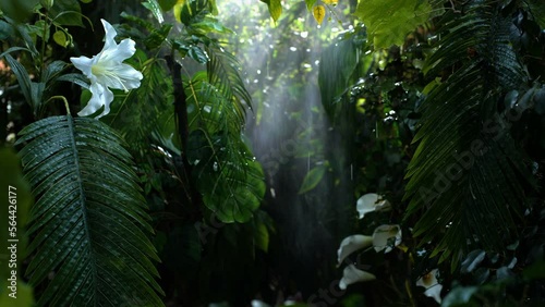 Colorful rain day in deep jungle