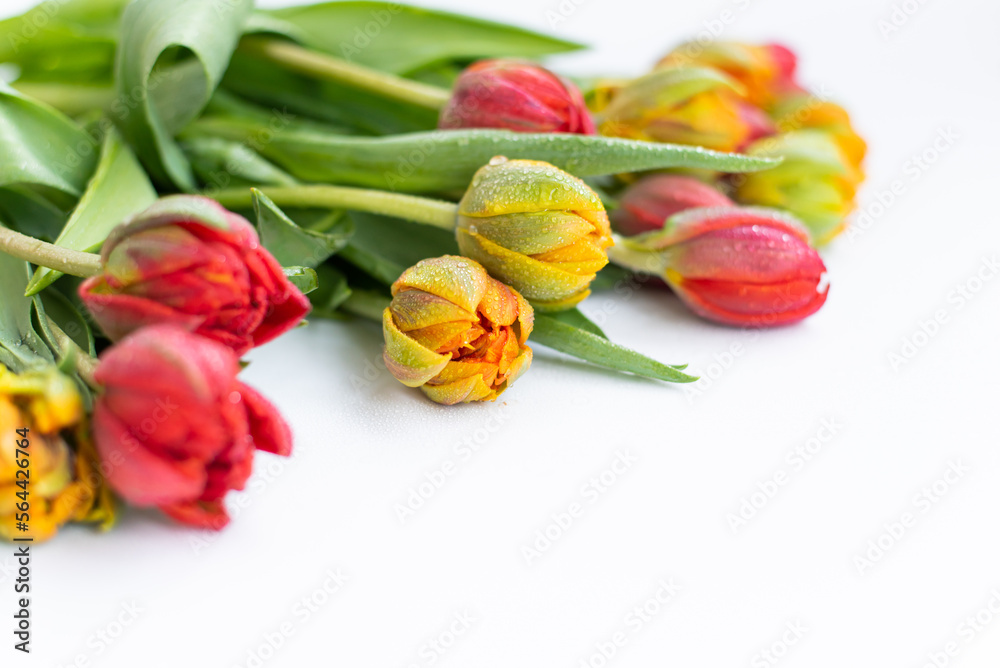 Yellow and red terry tulips with water drops on white background Yellow and red terry tulips with water drops on white background