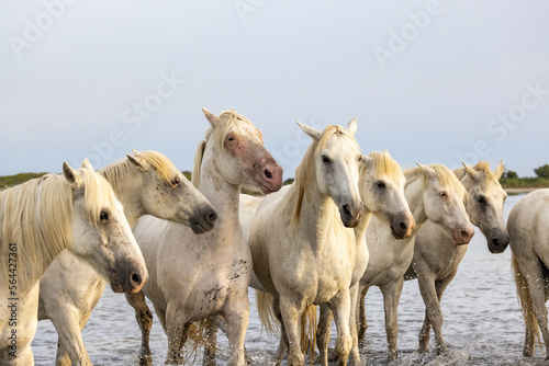 Fototapeta Naklejka Na Ścianę i Meble -  Herd of horses wading through the marshes of the Camargue.