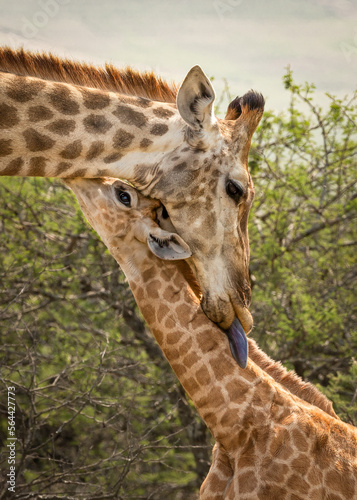 Giraffe mother grooming her young calf