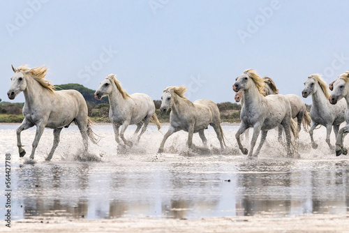 Herd of horses running through the marshes of the Camargue.