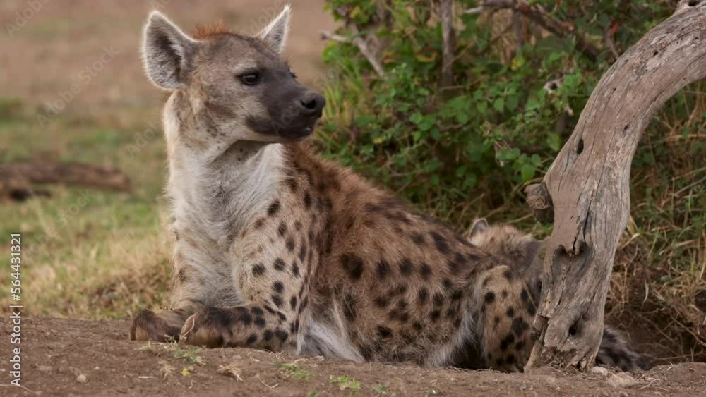 Slow motion video of a wild spotted hyena mother with her cub in Kenya Slow motion video of a wild spotted hyena mother with her cub in Kenya