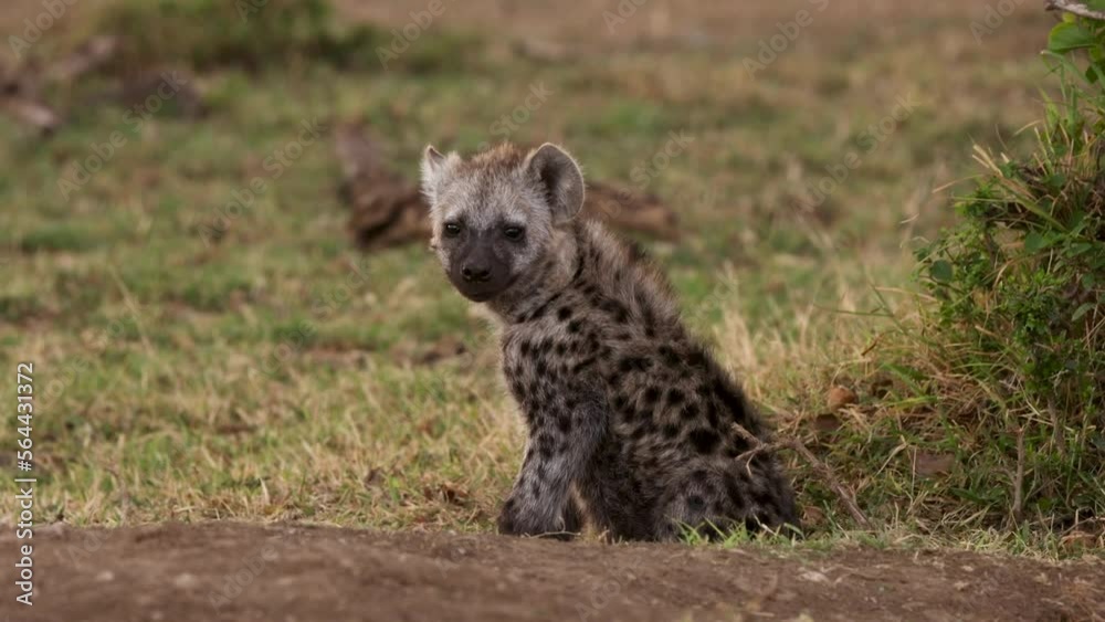 Slow motion video of a baby wild spotted hyena in Kenya Slow motion video of a baby wild spotted hyena in Kenya