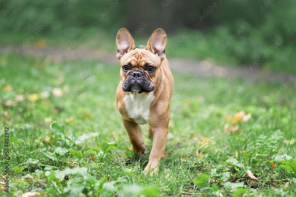 Young purebred  dog of french bulldog breed walking at nature in green grass